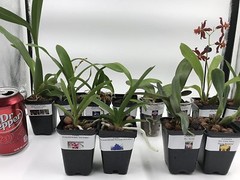 5+ Live Orchids (Cattleya,Oncidium,Dendrobium,Vanda,Phalaenopsis)