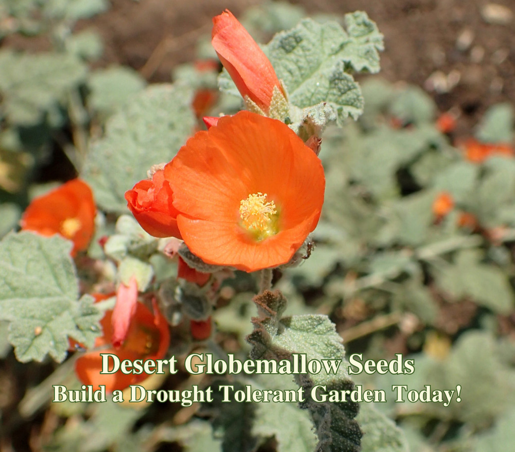 Desert Globemallow Seeds - California Native Flower - Sphaeralcea ambigua gallery