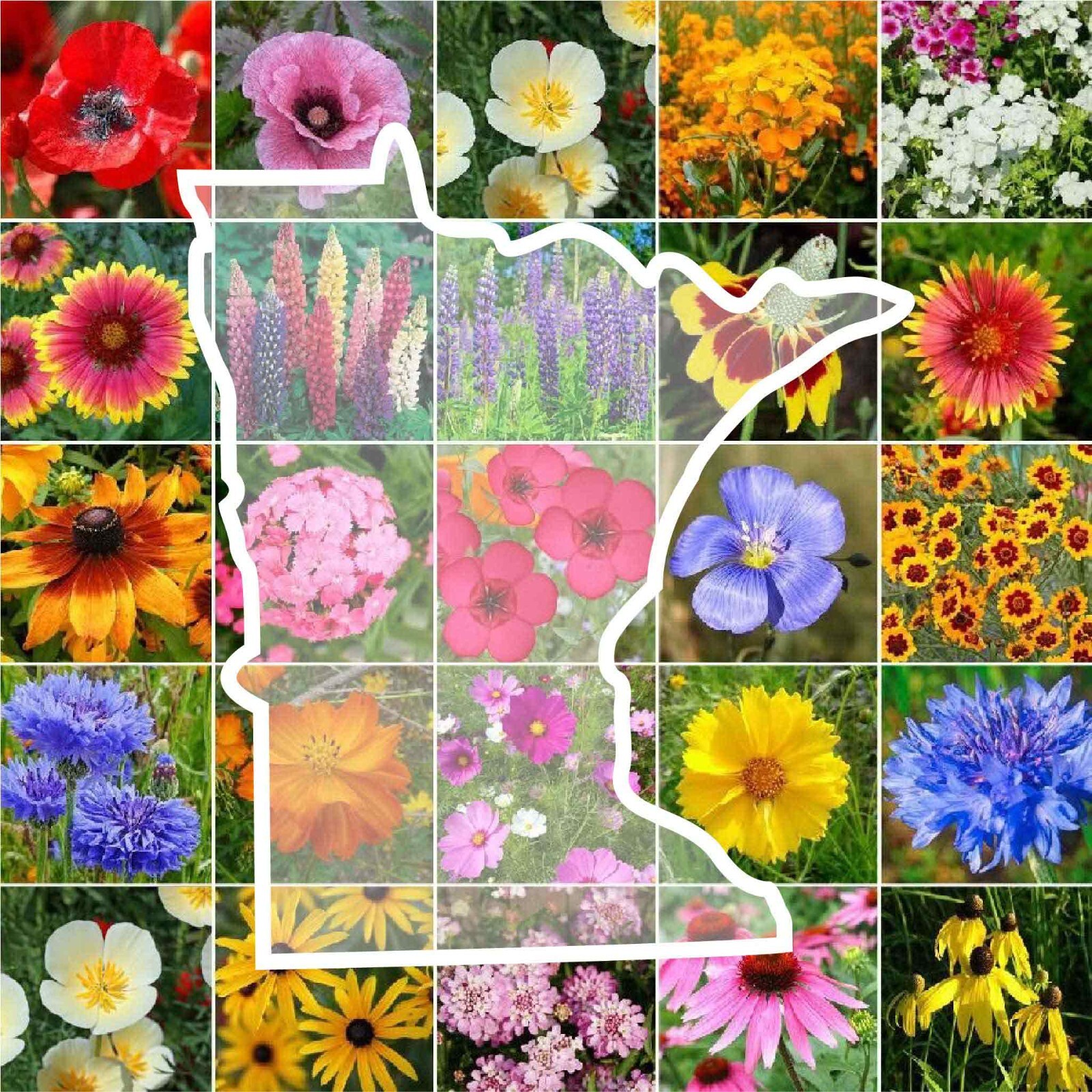 Wildflower MINNESOTA State Flower Mix Perennials Annuals USA Non-GMO 1000 Seeds gallery