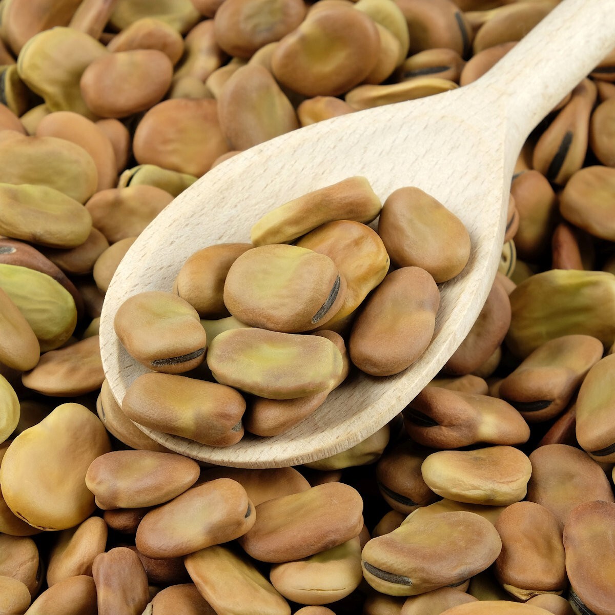 1/4 Lb Broad Windsor Fava Bean Seeds - Everwilde Farms Mylar Seed Packet gallery