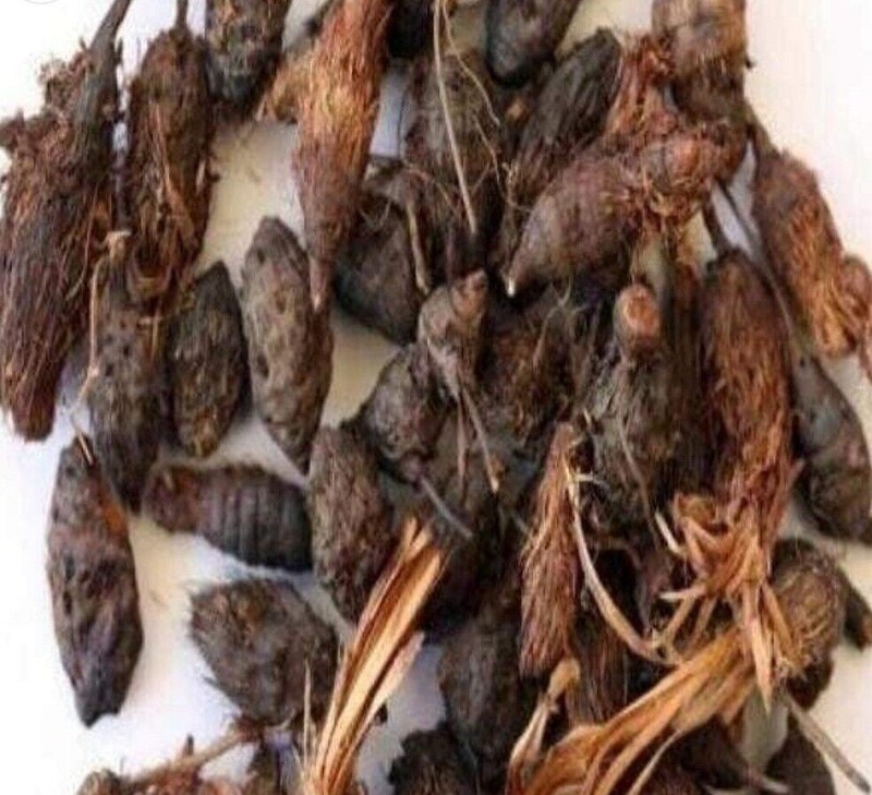 Pure Nagarmotha Roots, Nutsedge Grass, Nagarmotha Jadd Herbs jadi buti gallery