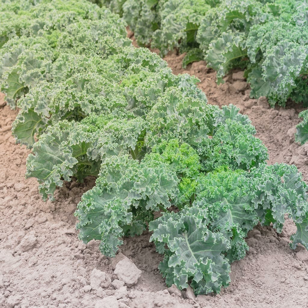 Kale Seeds - Vates Blue Scotch Curled - Non-GMO Heirloom gallery