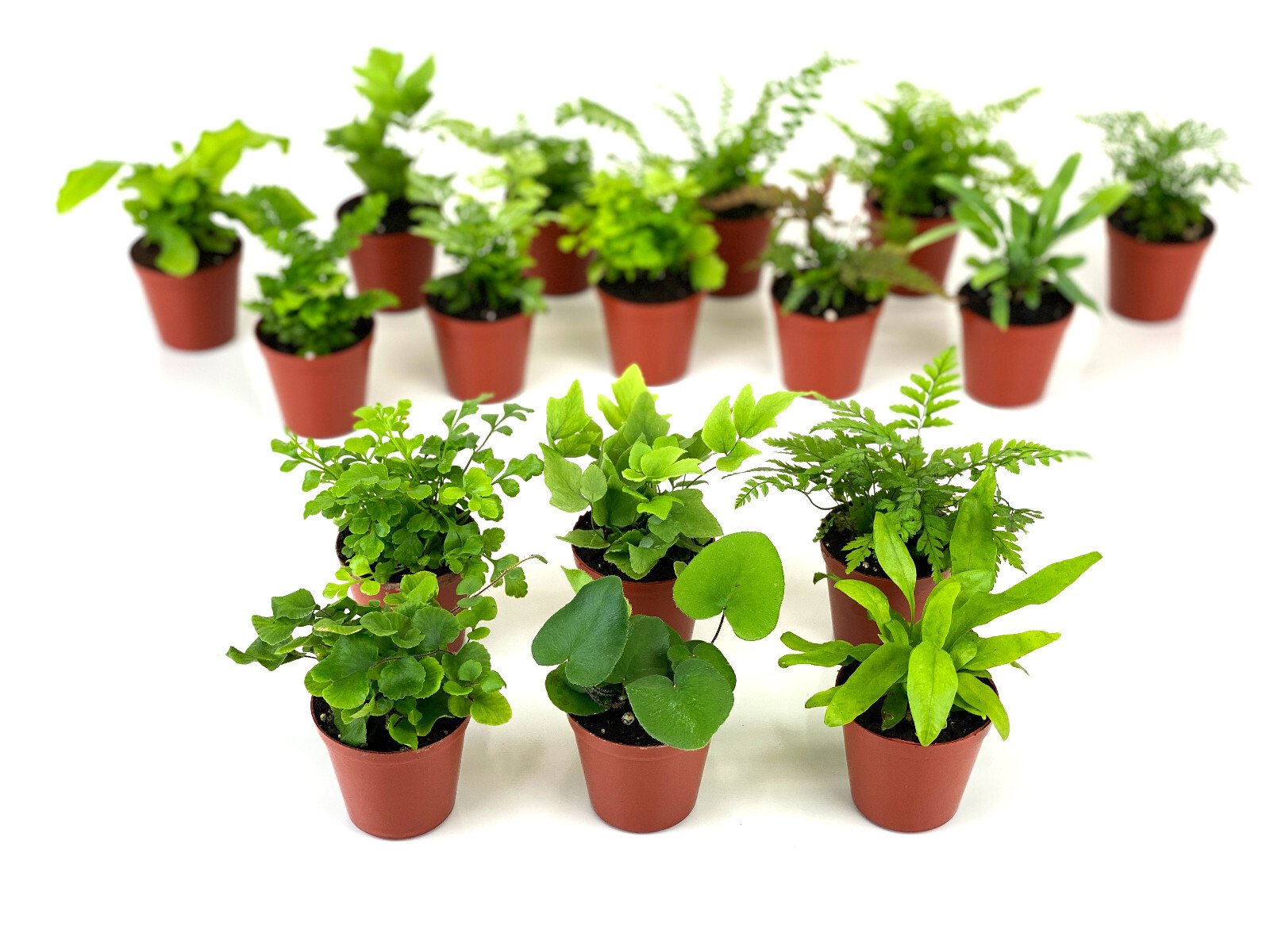 Mini Fern Plants (6 Plants) (2" Pots) Terrariums Fairy Gardens (Assorted Plants) gallery