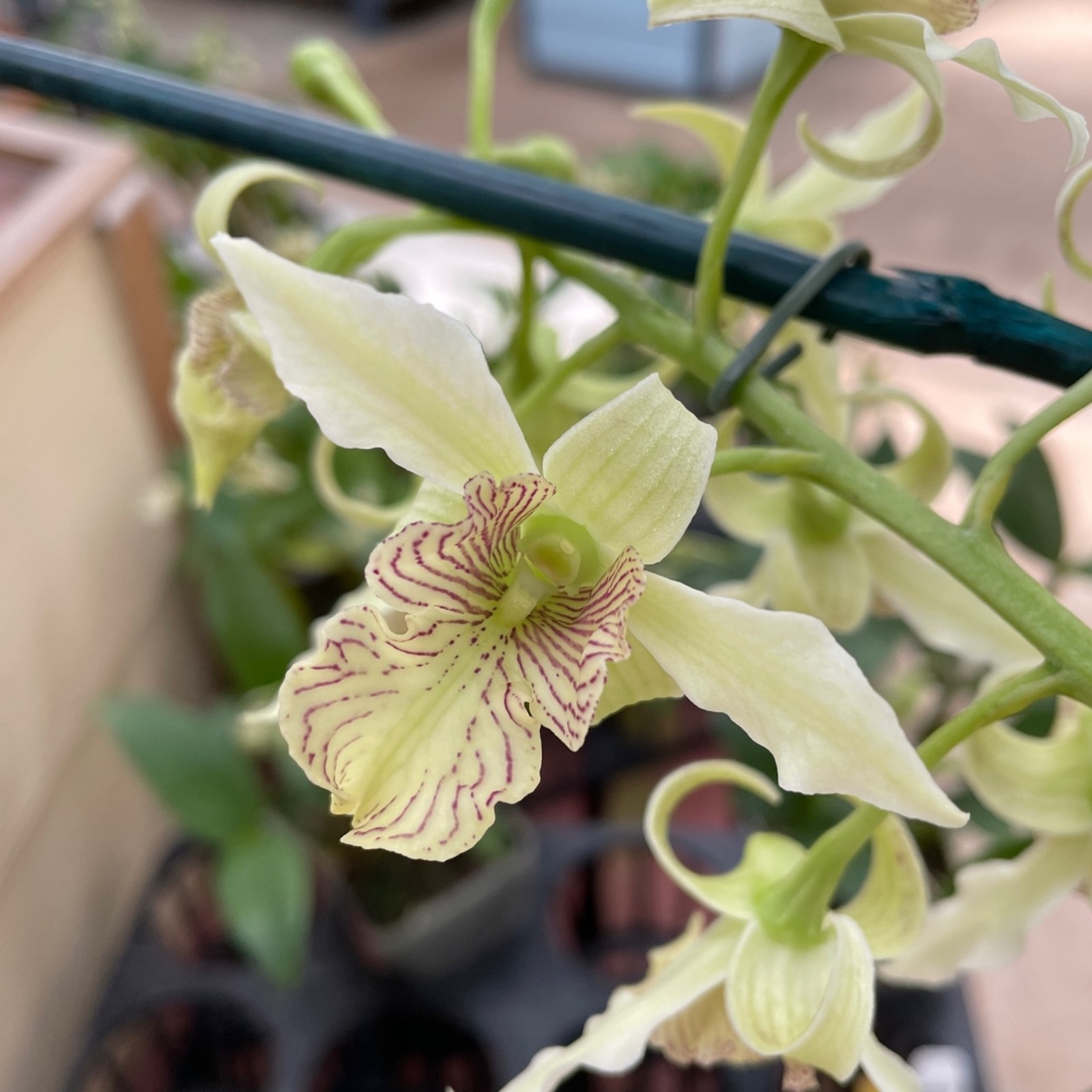 (282) Den.Min Snowflake x Joyce Kelly MS gallery