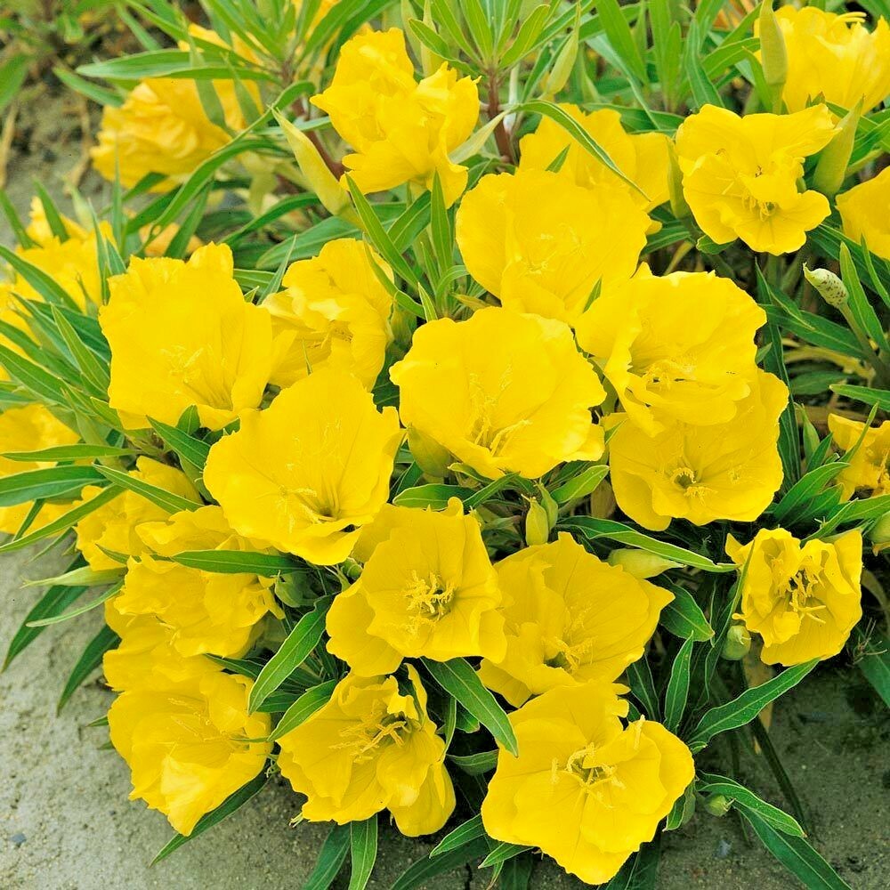 201+Dwarf MISSOURI EVENING PRIMROSE Flower Seeds Drought Groundcover Container gallery