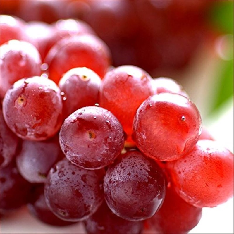 100++ Table Grape Seedss (Vitis vinifera) var. Delaware Grape gallery