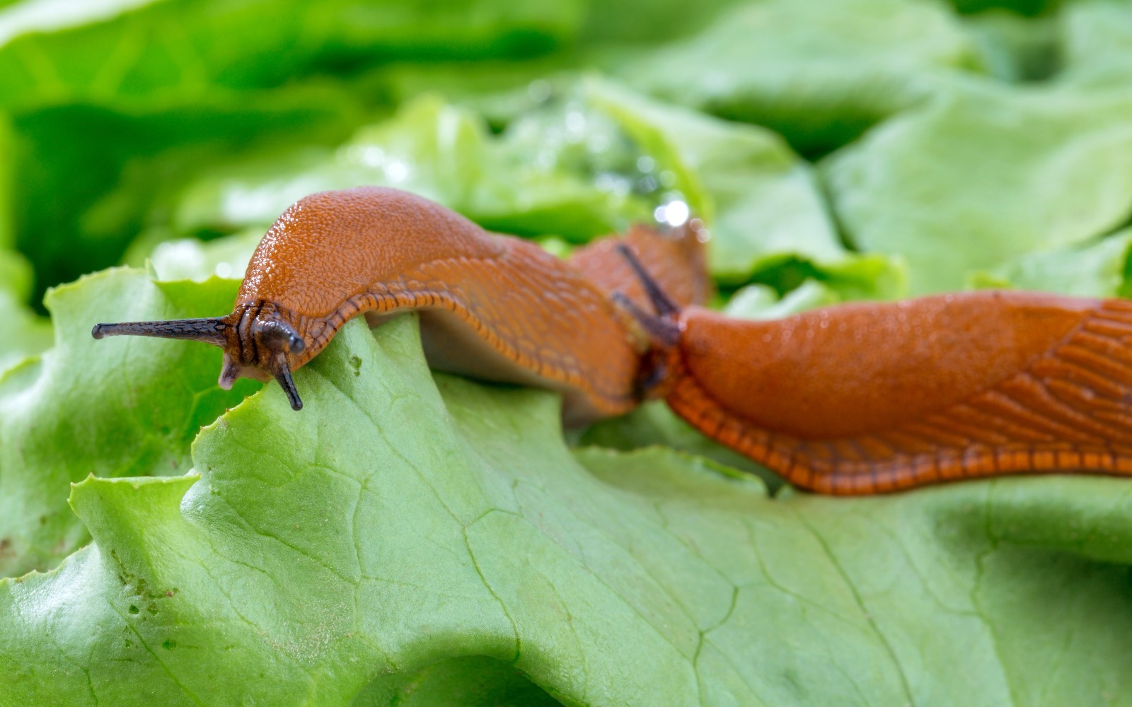 Deadline M-Ps Snail & Slug - 50 Lbs. gallery