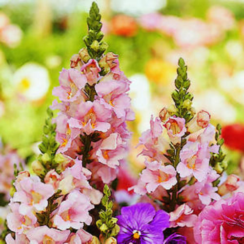 2001+SNAPDRAGON Northern Lights Mix Seeds Container Spring Fall Flower Garden gallery