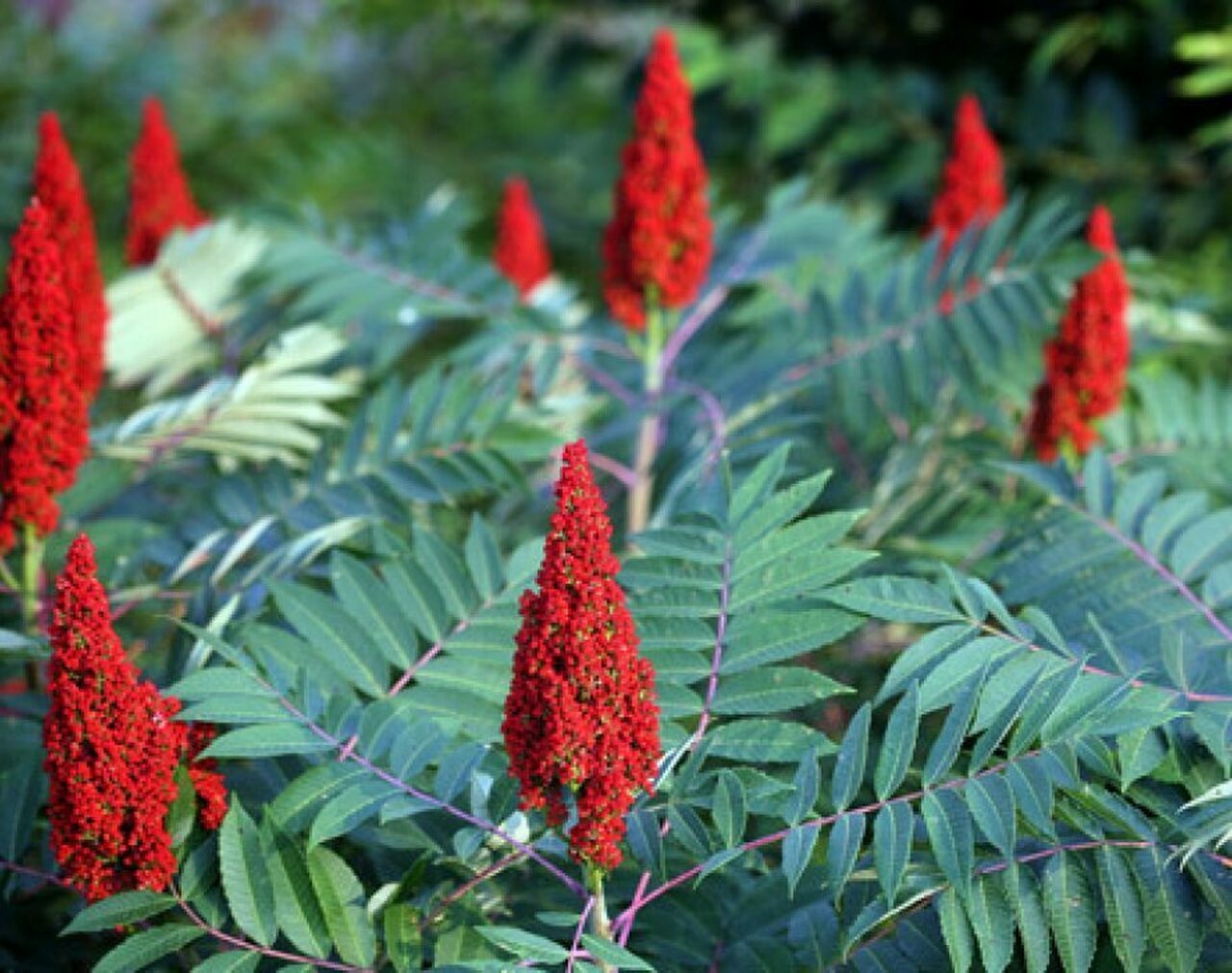 STAGHORN SUMAC Rhus Typhina - 50 SEEDS gallery