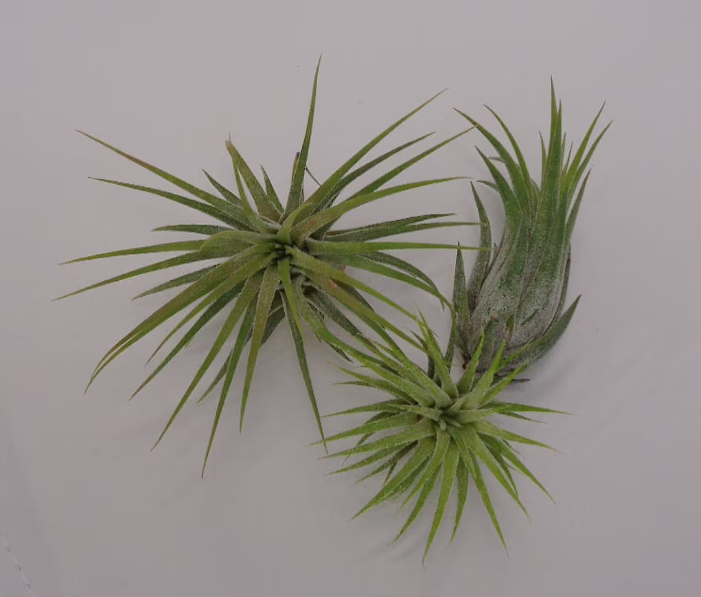 Tillandsia Ionantha Assorted 3 Pack Color Changing Air Plants gallery