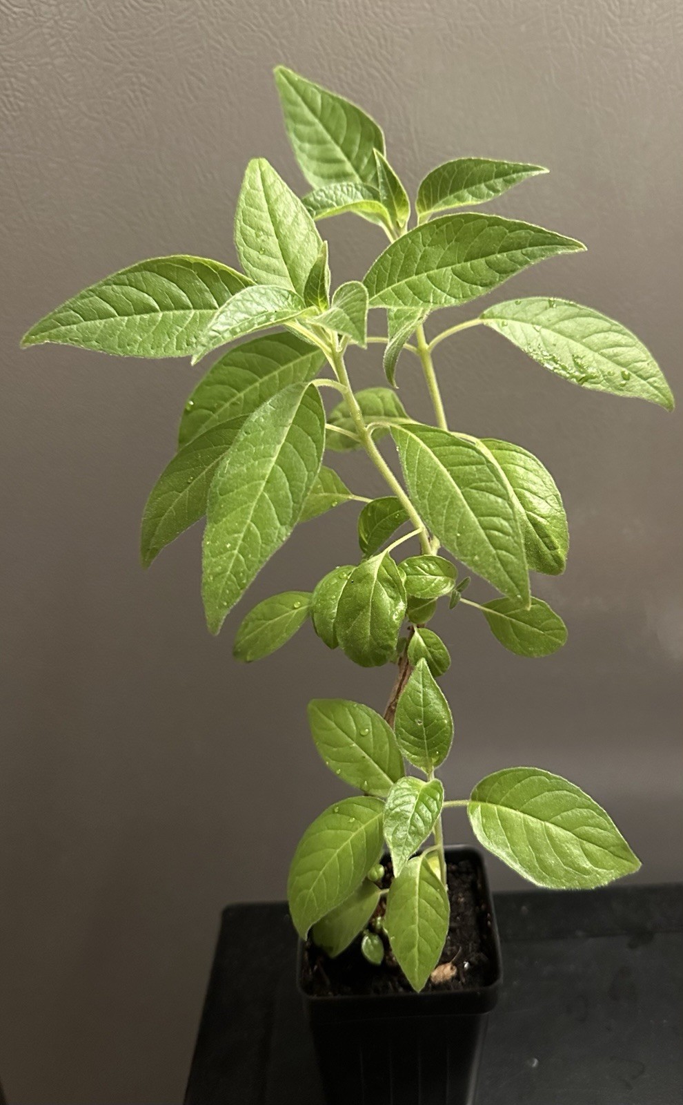 Fuchsia Boliviana Alba gallery