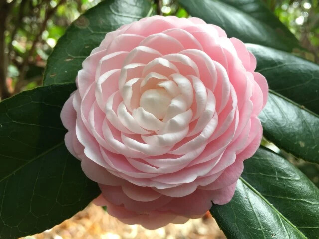 **PINK PERFECTION**Unique Bloom*Camellia Japonica-Live Starter Plant -USA SELLER gallery