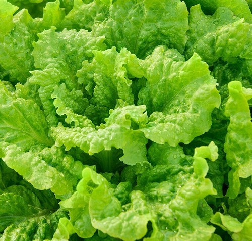 BLACK SEEDED SIMPSON LETTUCE SEEDS 500+ LEAF LETTUCE GARDEN salad FREE SHIPPING gallery