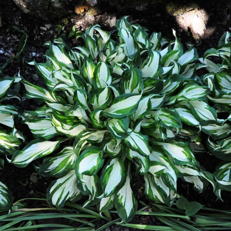 HOSTA~MEDIOVARIEGATA~PERENNIAL SHADE PLANT FOCAL POINT LAVENDER HUMMINGBIRD LILY gallery