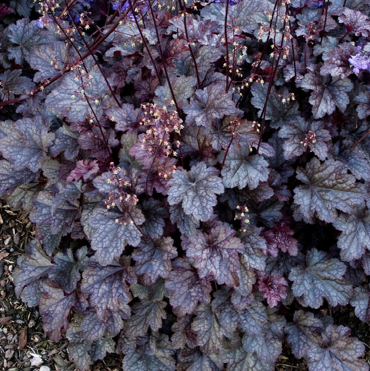 HEUCHERA 'PLUM PUDDING'~CORAL BELLS~LIVE PLANT HARDY PERENNIAL FOR SUN OR SHADE! gallery