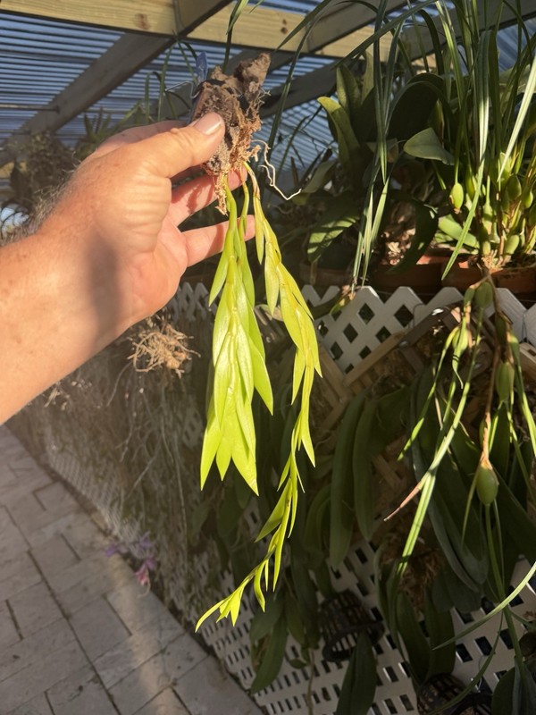 Dendrobium keithii Unusual Braided Orchid Plant Aporum Group Fragrant gallery