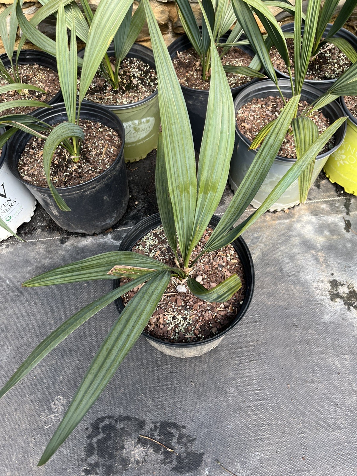 Sabal minor 3 Gallon – Split Leaf – Cold Hardy Palm gallery