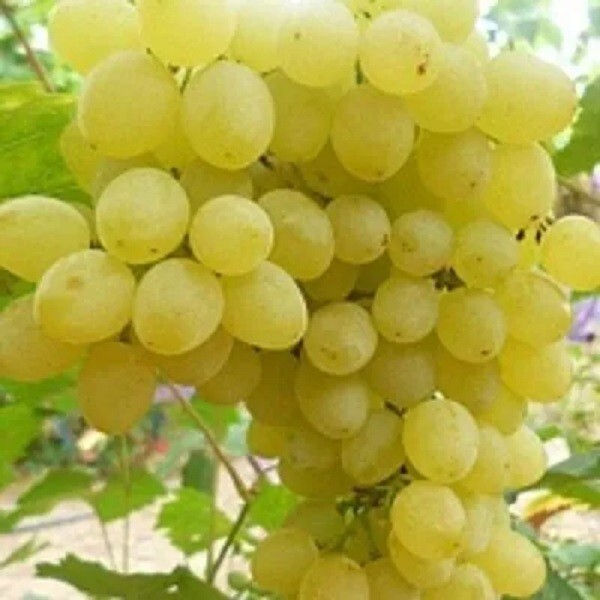 KISHMISH ZOLOTSE Grape Vine - 3 cuttings , no roots- imported gallery