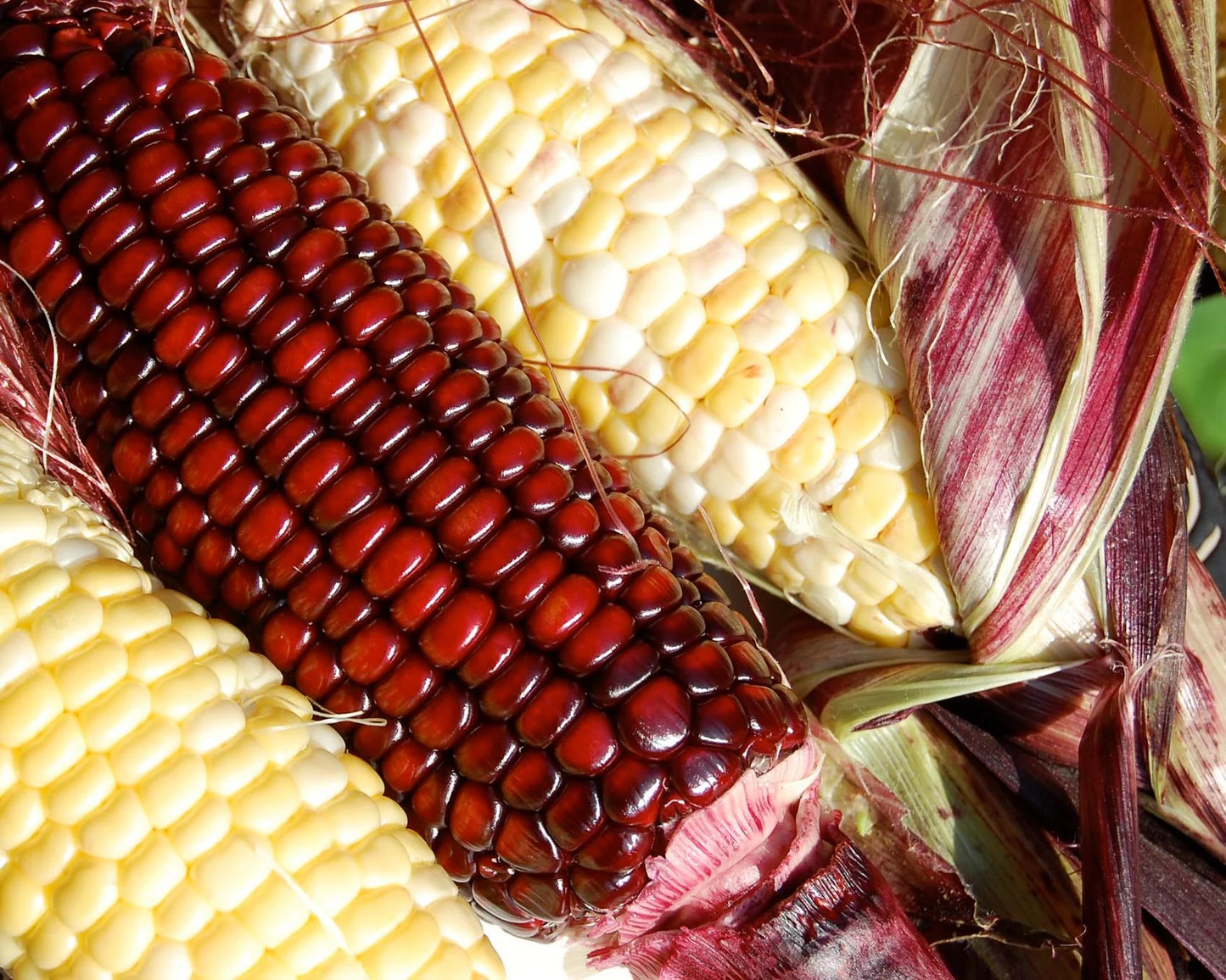 120 Jimmy Red Corn Seed-- MOONSHINE gallery