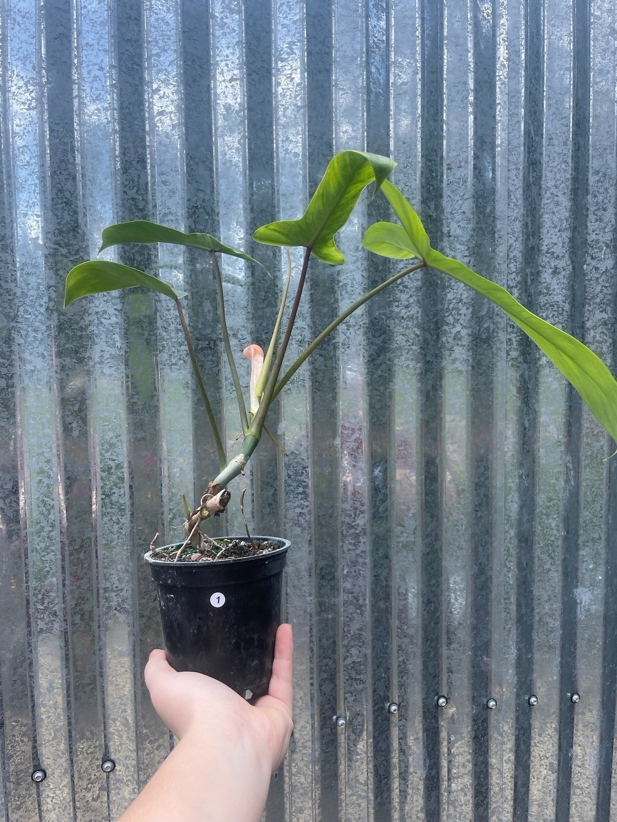 #1 Philodendron 69686 4” Pot Houseplant Aroid Monstera gallery