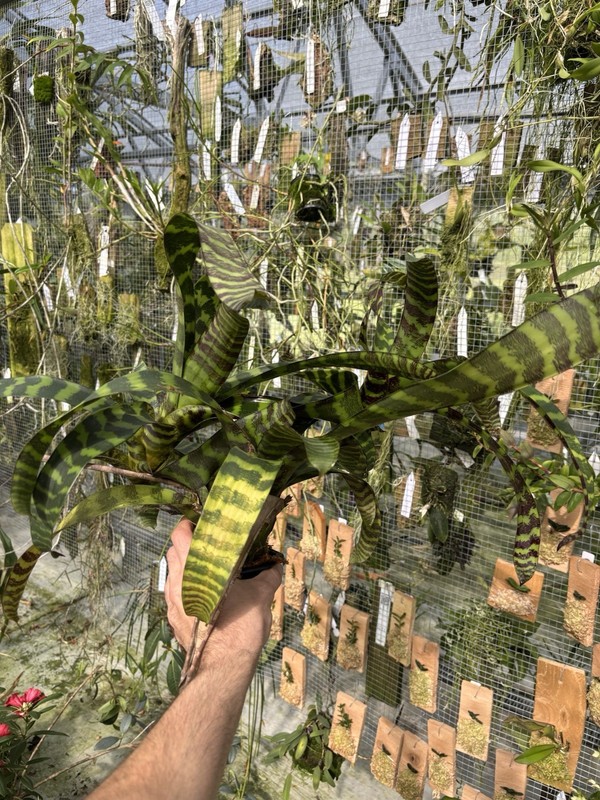 Guzmania musaica high Elevation Clone SPECIMEN SIZE rare Bromeliad Plant gallery