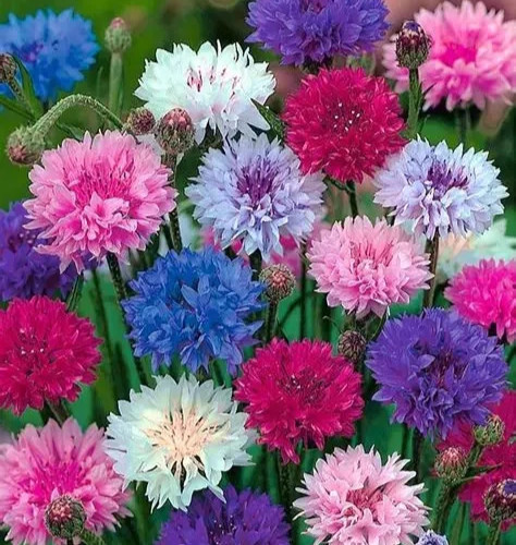 BACHELOR BUTTON SEEDS MIX 400+ "POLKA DOT" CORNFLOWER flower GARDEN FREE SHIP gallery