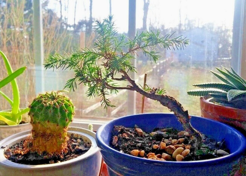 Eastern Red Cedar, Redcedar hardy tree pre-bonsai, pre bonsai gallery