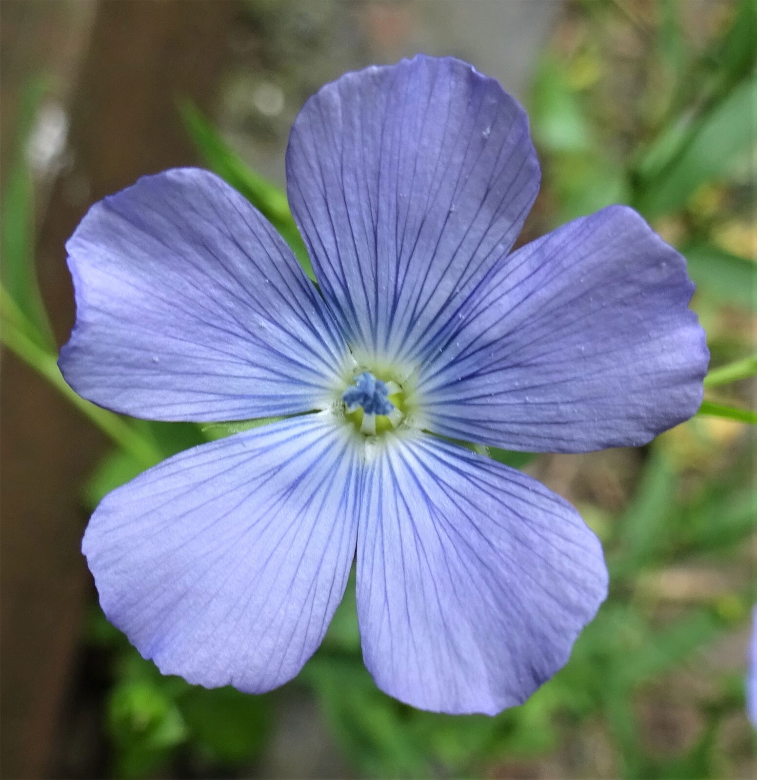 Linum usitatissimum | Common Flax | Linseed | 20_Seeds gallery
