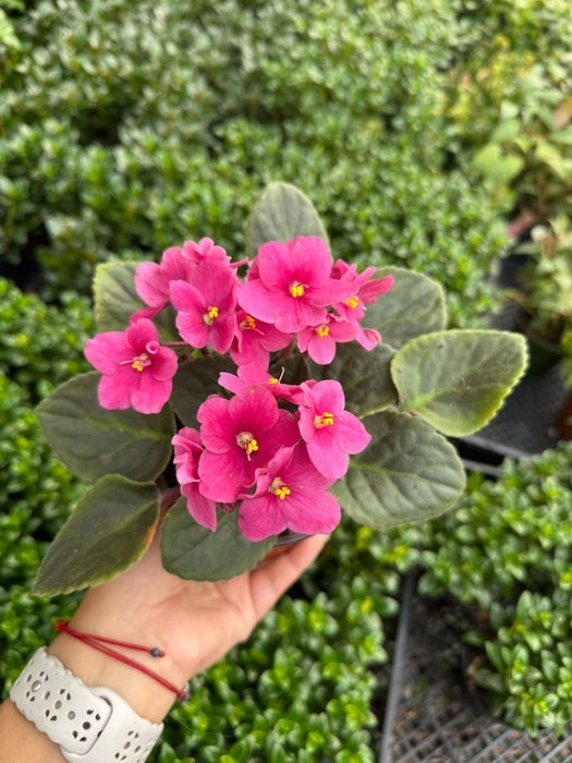 African Violet 4" Pot gallery