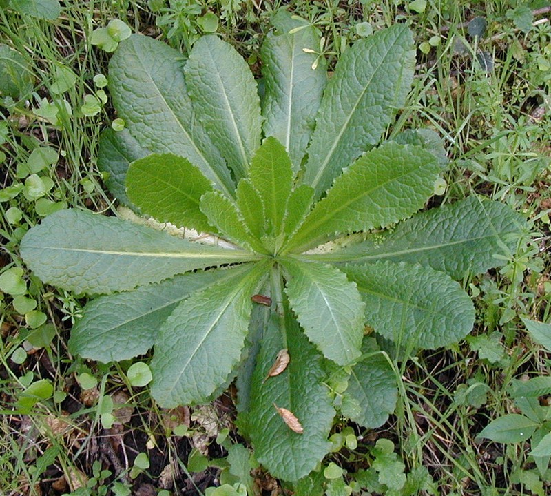 Wild Lettuce (Lactuca virosa) & Prickly Lettuce (L. serriola) Buyer Gets Both gallery