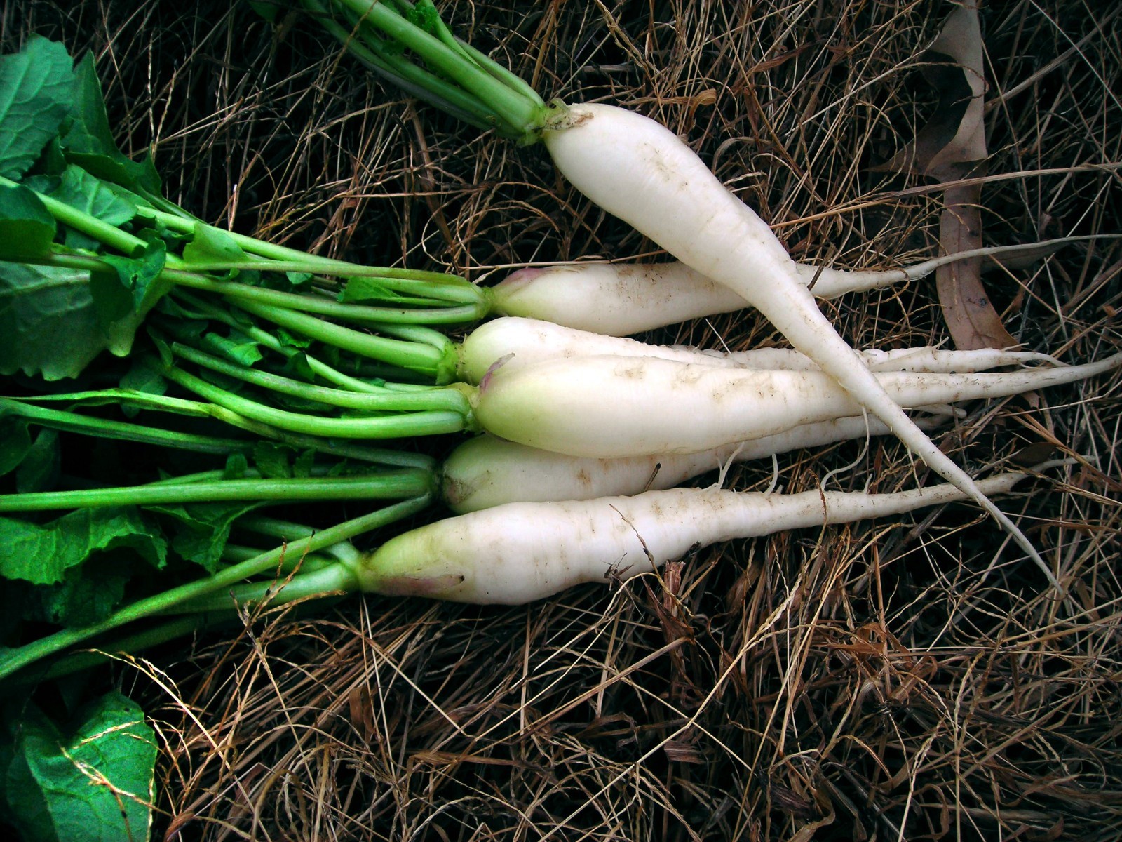 White Icicle Radish Seeds, Mini Daikon, NON-GMO, Variety Sizes Sold, FREE SHIP gallery