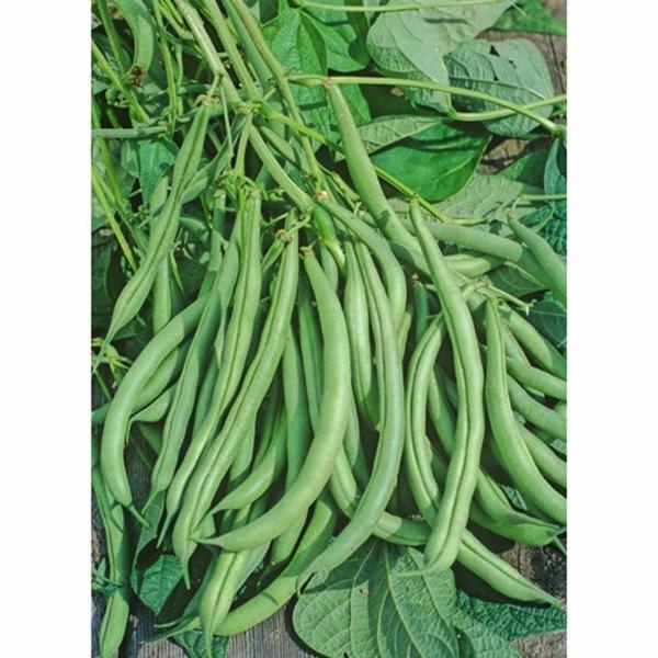 State Half Runner Bean Seed, 1 oz. Pack (75-100 Seeds), Heirloom, NON GMO, USA gallery
