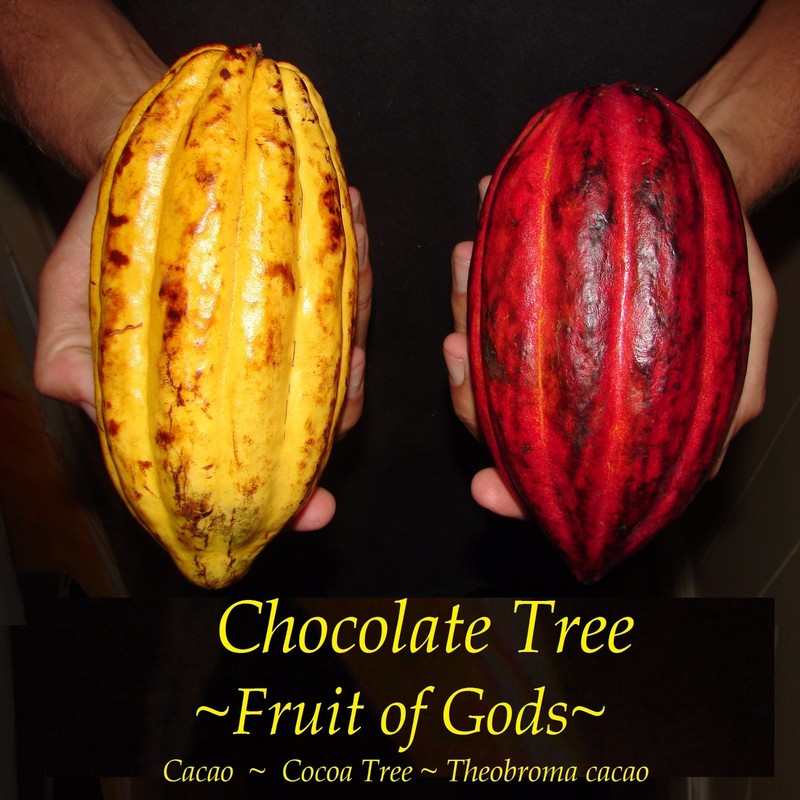 ~CACAO~ 3-4ft Cocoa healthy Chocolate Tree Tropical Fruit LARGE POT'D plant gallery
