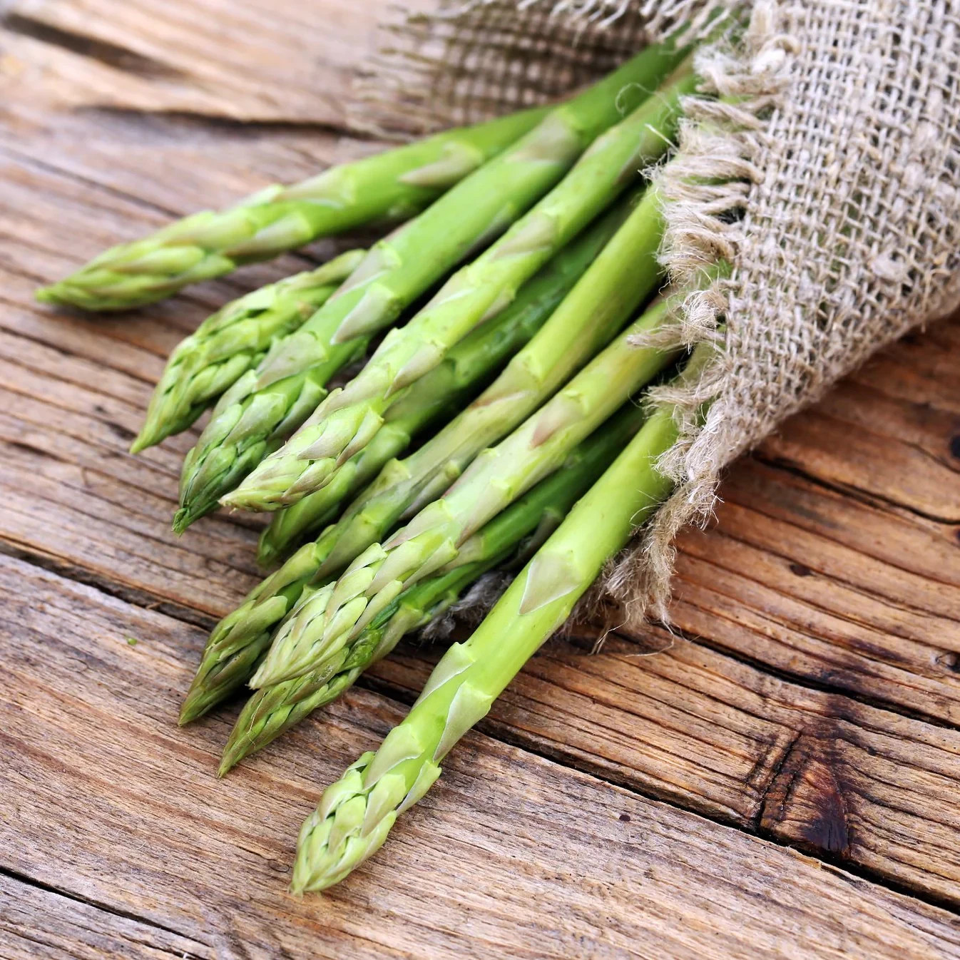 6 Asparagus Crowns "Millennium" (Pack of 6 Bare Root Plants) Zones 3-8 gallery