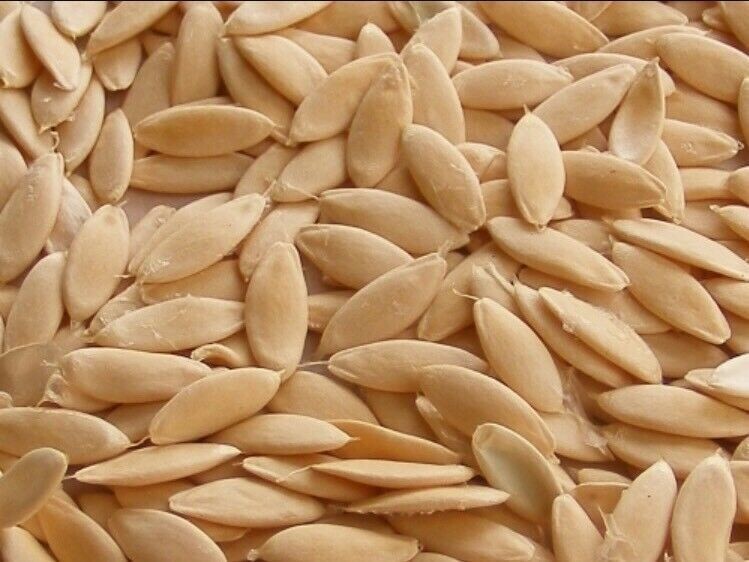 Cucumber Seed 20PCS Seeds Cucumbers Cuke Cucumis Sativus Organic Bulk Seeds gallery