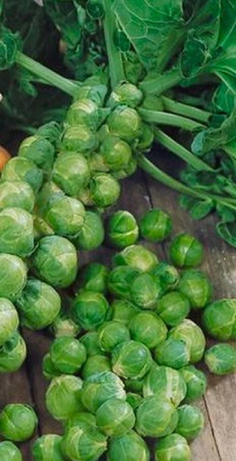 Long Island Brussels Sprout Seeds 200+ SEEDS NON-GMO -BUY 4 ITEMS FREE SHIP gallery