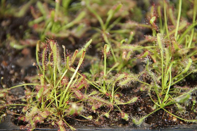 LIVE Carnivorous Cape Sundew (Drosera capensis Typical) Small Plant gallery