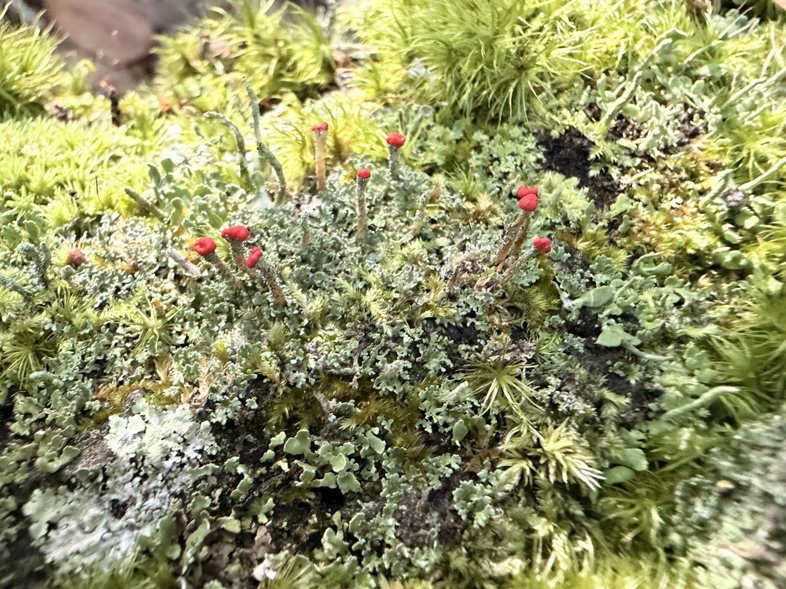 Green Outdoor Red British Soldier Lichen Moss Cutting, Evergreen Mat-Forming, gallery
