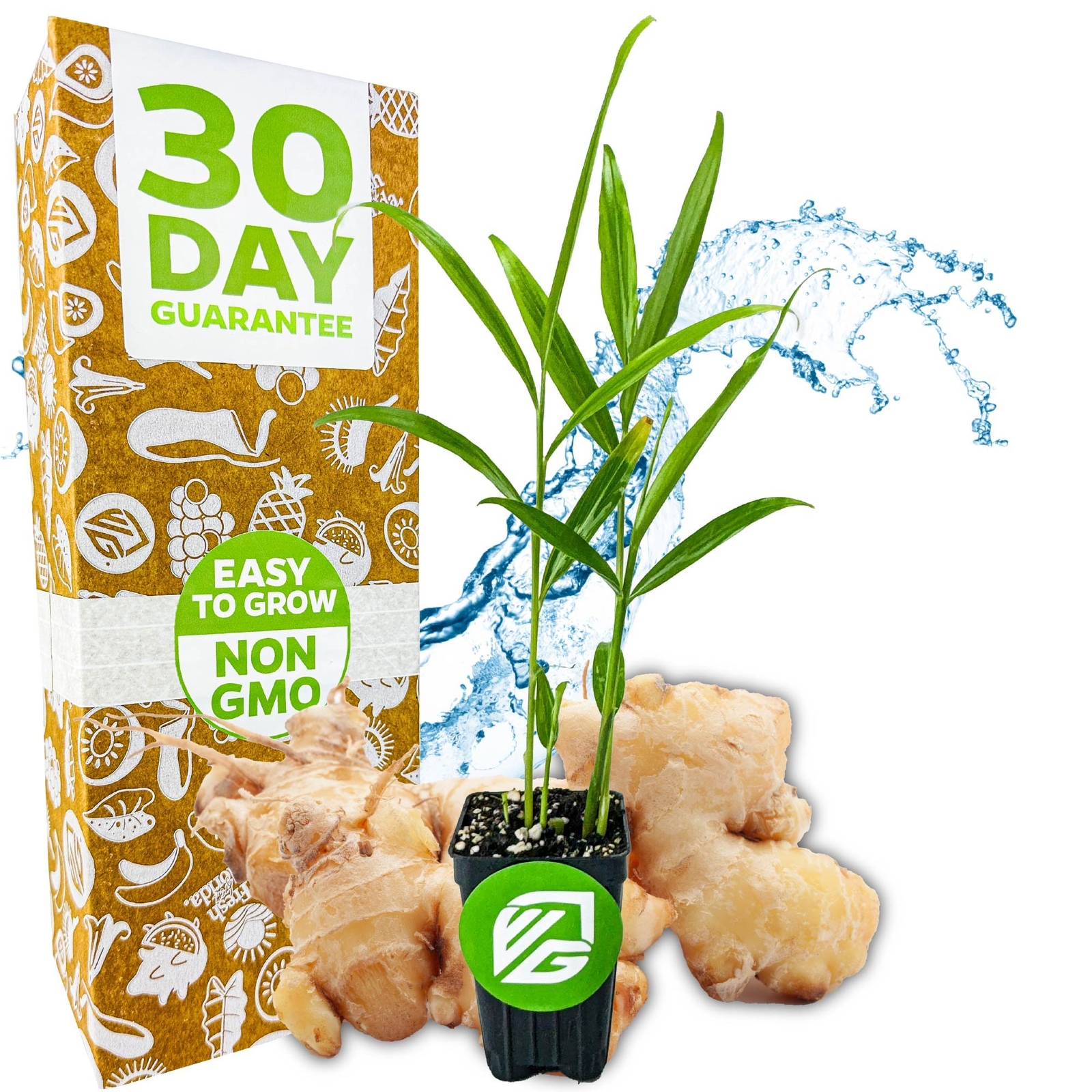 Ginger (Common Cooking Variety) - Zingiber officinale - Live Plant gallery