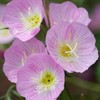 Showy Evening Primrose Seeds | 500 - 10,000 Seeds | Non-GMO | Free Shipping 1240 gallery