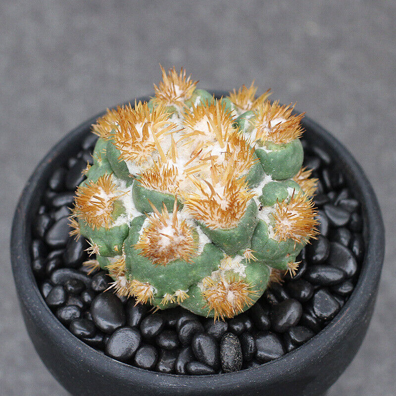 Cactus Succulent Plants Coryphantha Elephatidens Hybrid Beautiful Cactus 6-7CM gallery
