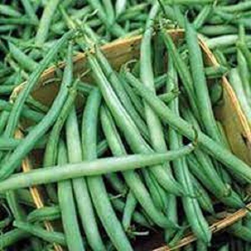 Premium Provider Stringless Green Bean - Fresh Non-GMO Seeds - Earlier than most gallery