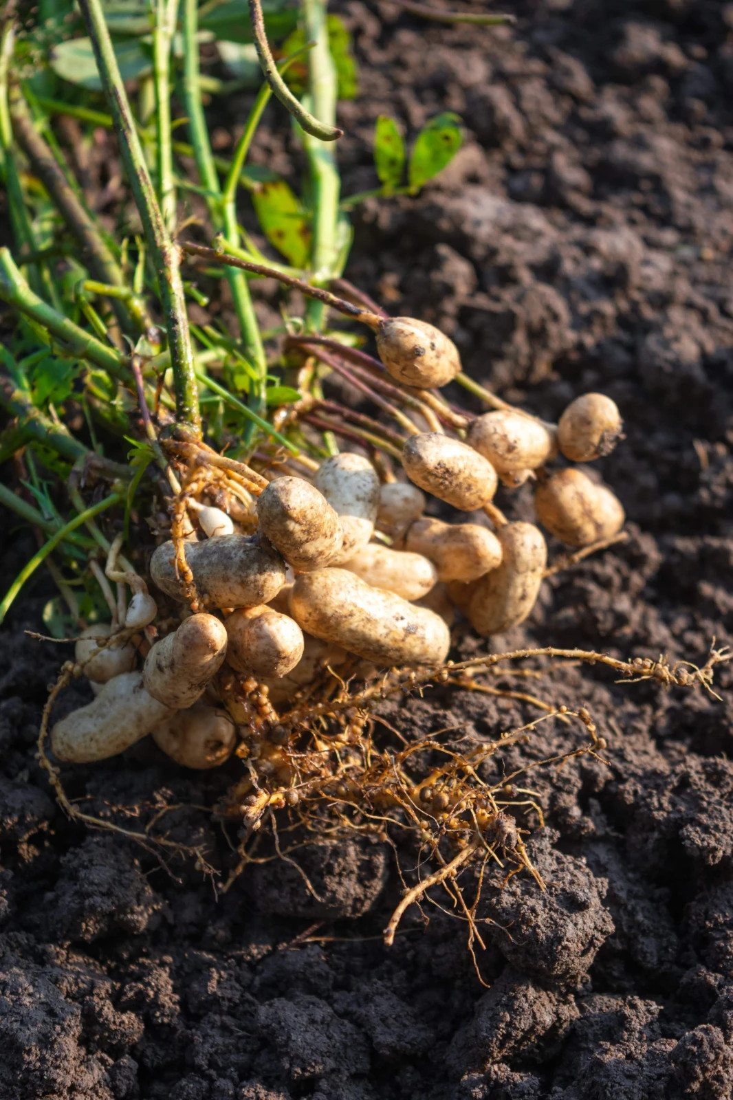 Tennessee Red Valencia Peanut Seeds, TREATED, NON-GMO, Peanut Butter, FREE SHIP gallery