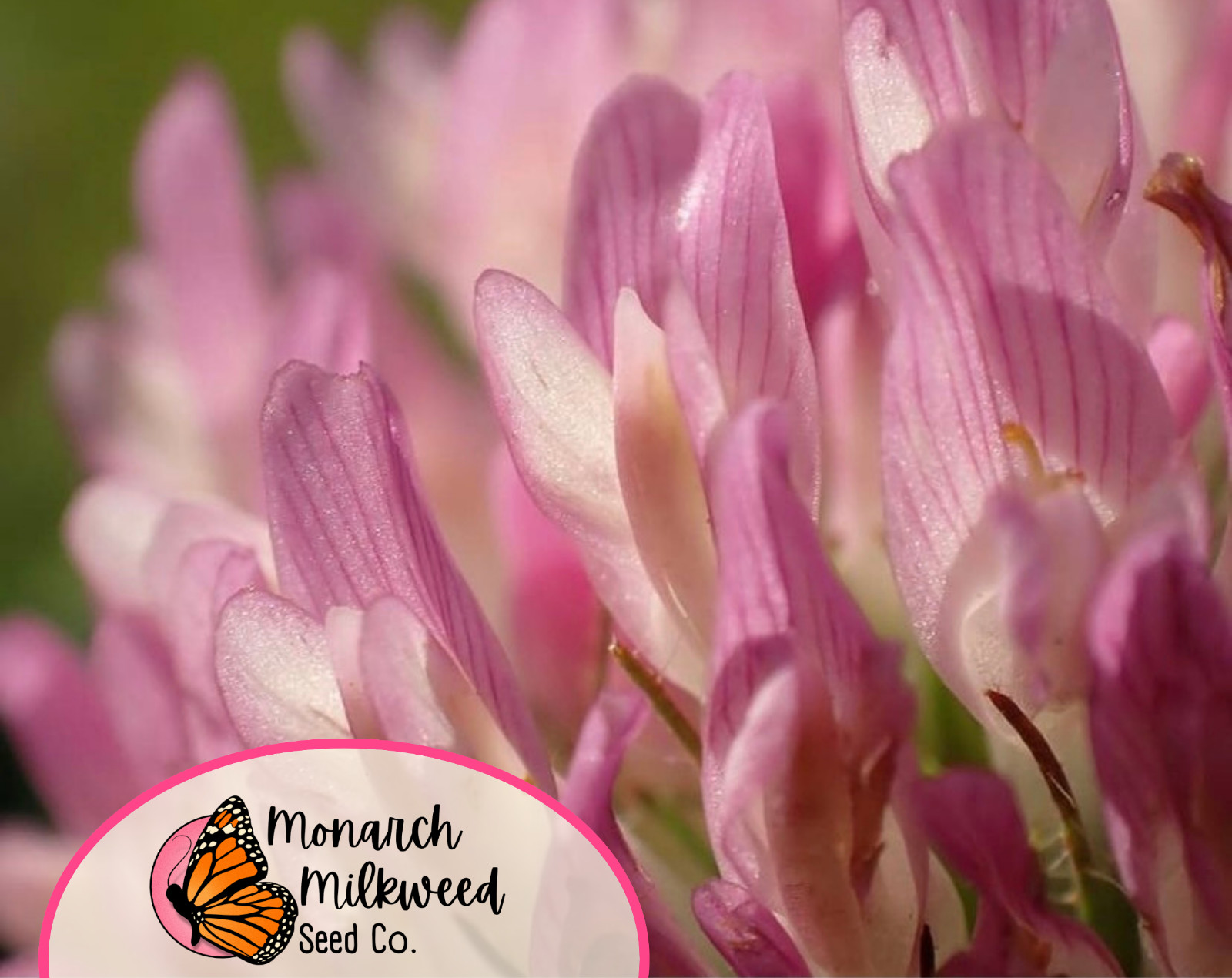 5700+ Mammoth Red Clover Seeds | Flower Gardening Pollinator Plant Seed Packet gallery