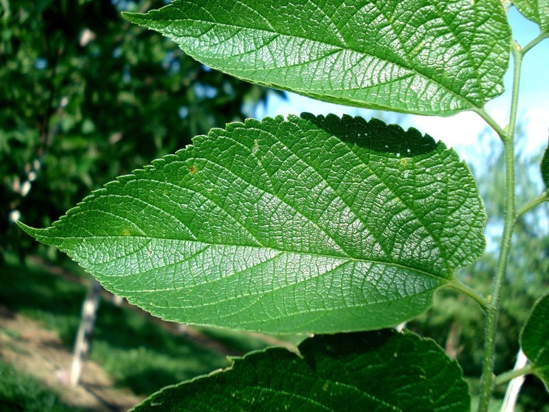 Hackberry, Celtis occidentalis, Tree Seeds gallery