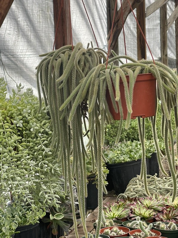 RAT TAIL CACTUS 6-INCH POT HANGING gallery