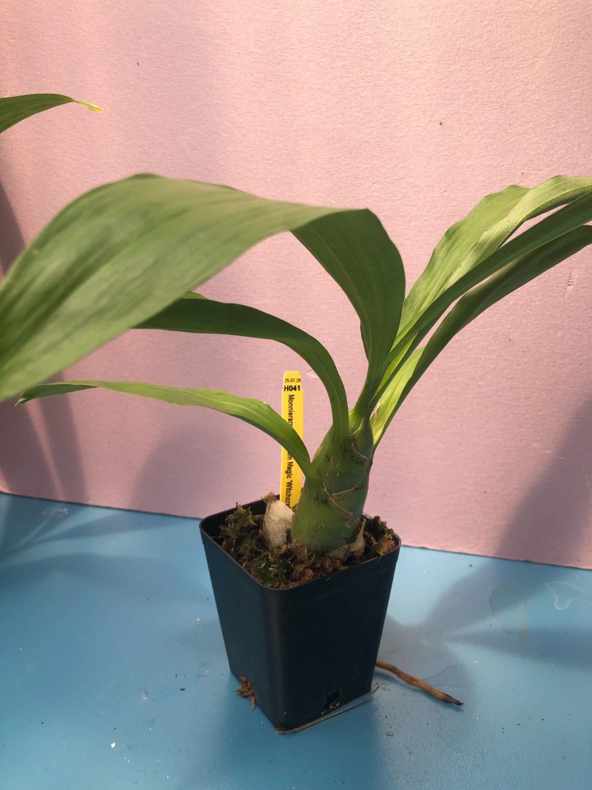 (714 -2 ) Monnierara Millennium Magic 'Witchcraft' FCC/AOS MS gallery