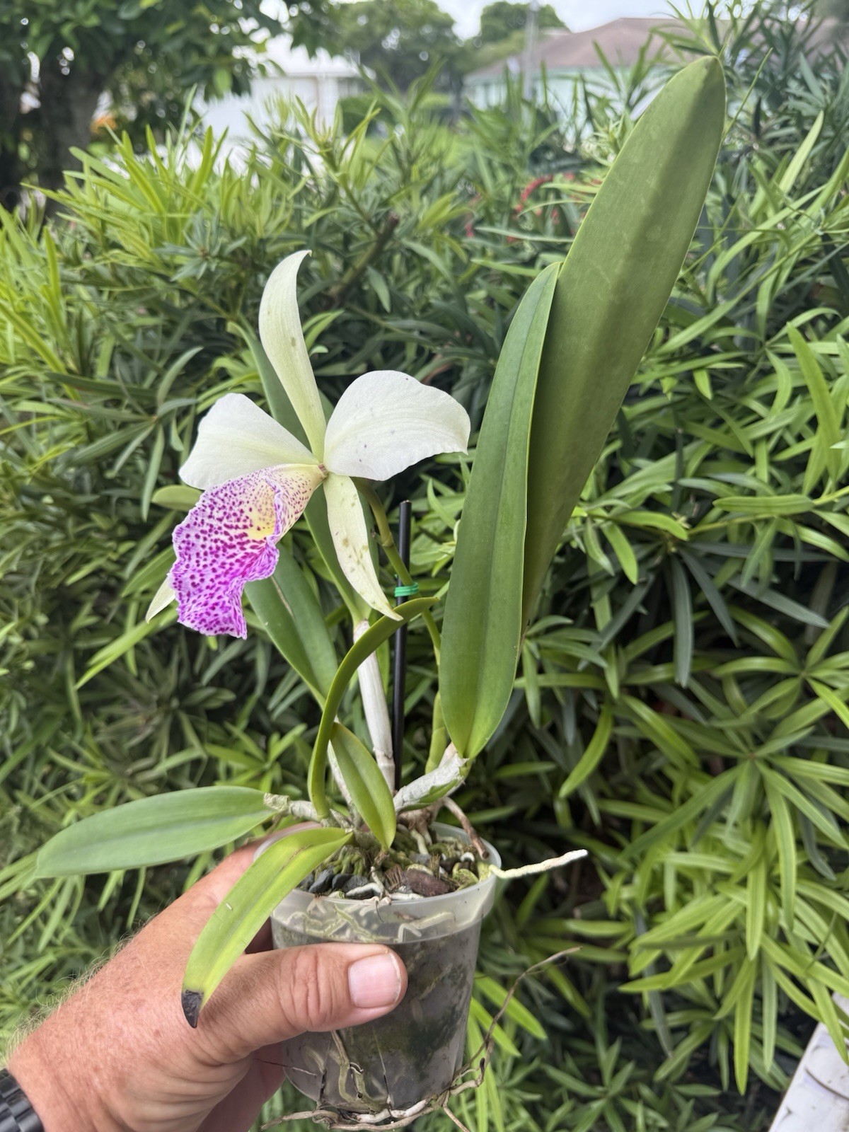 Rhynchobrassoleya Hsinying Anna Star Orchid plant Blooming Size 4” FRAGRANT gallery
