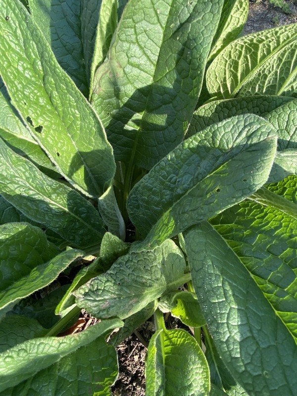 Comfrey Bocking 14, (2) two Established Root Cutting.Shipped Bare Root READ gallery