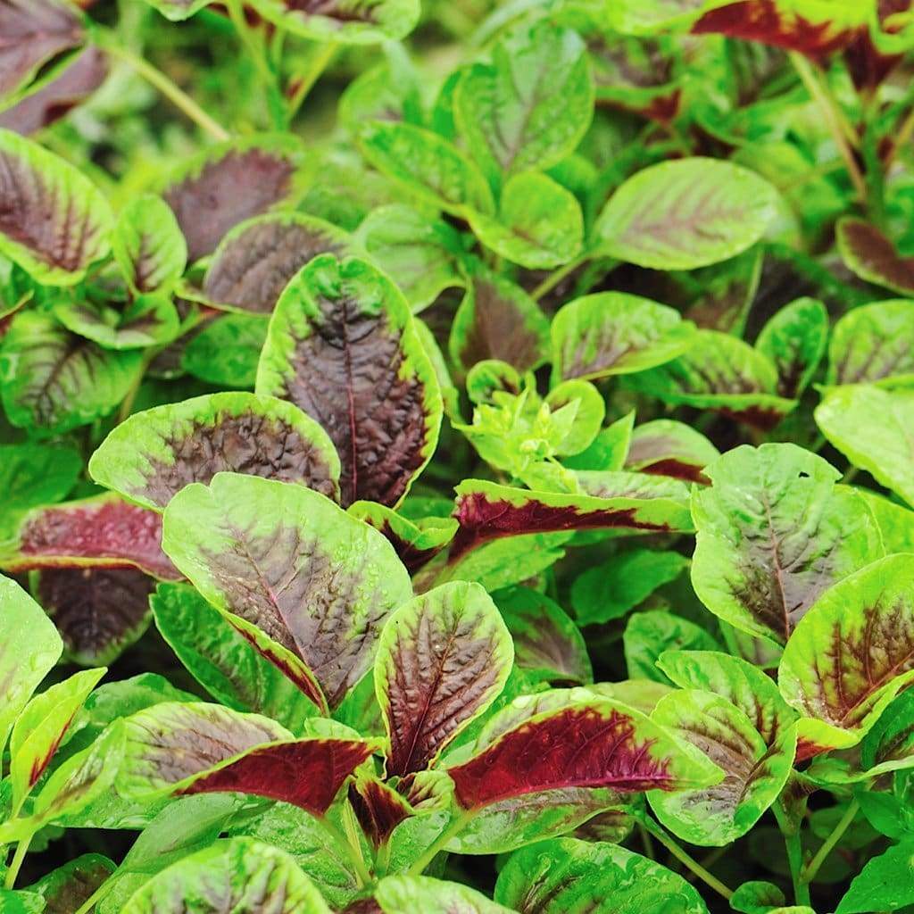 300+Red Amaranth Red stripe leaf Chinese Spinach seeds Yin Cho Callaloo USA gallery